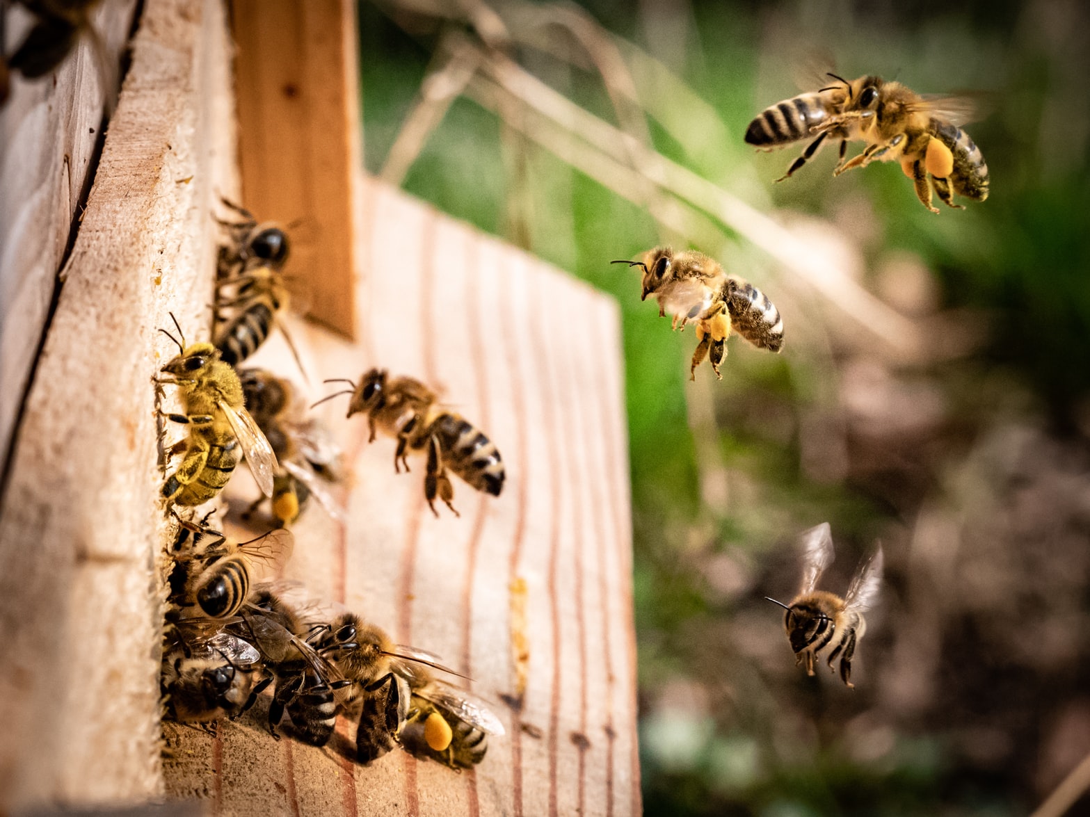 The Healing Effects of Bee Pollen on Symptoms of the Menopause