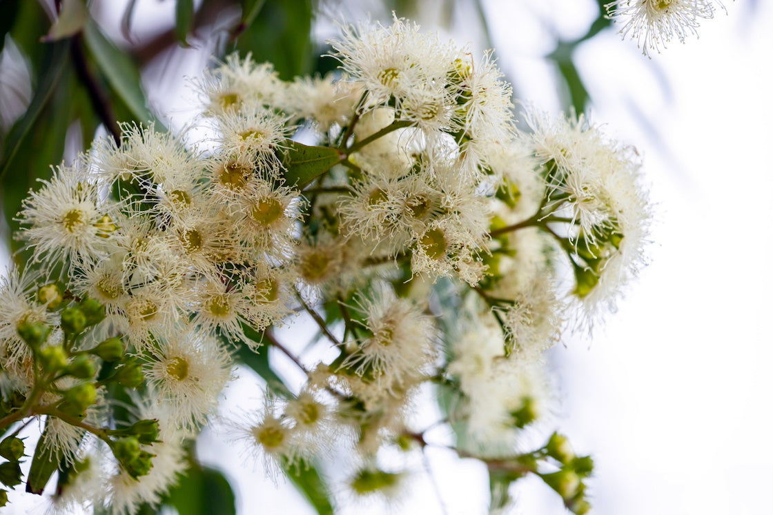 Antimicrobial Activity of Western Australia’s Famous Eucalyptus Jarrah Flower