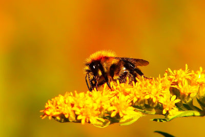 Are bees harmed when honey is collected?