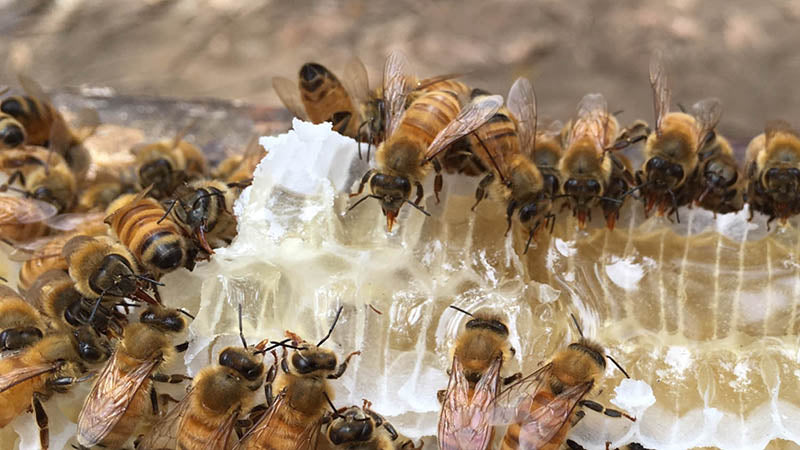 How Do Bees Create Antimicrobial Honey?