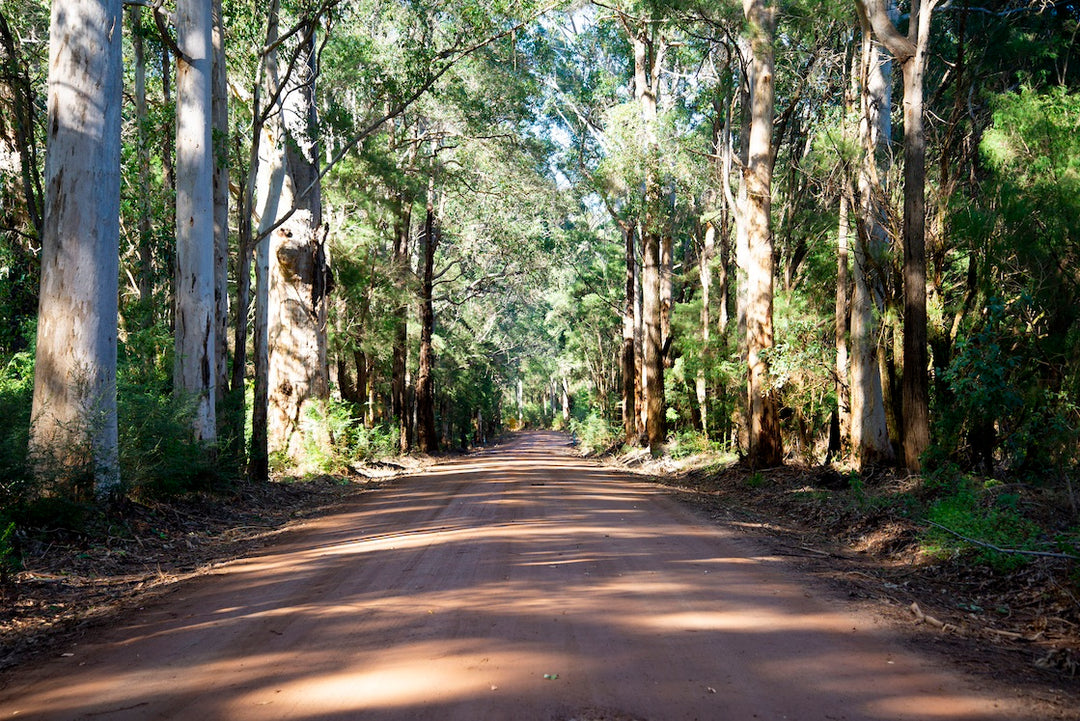 Celebrating the Jarrah tree this International Day of Forests