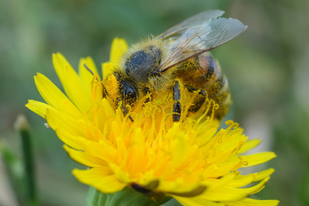 The Importance of Pollinating Insects