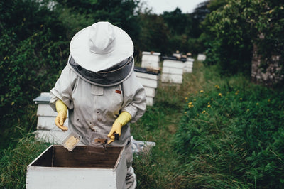 Necta & Hive Active, Healing Honeys vs Manuka Honey