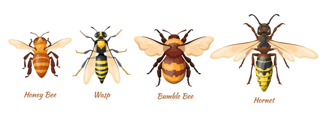 Different Types of Bees in the UK