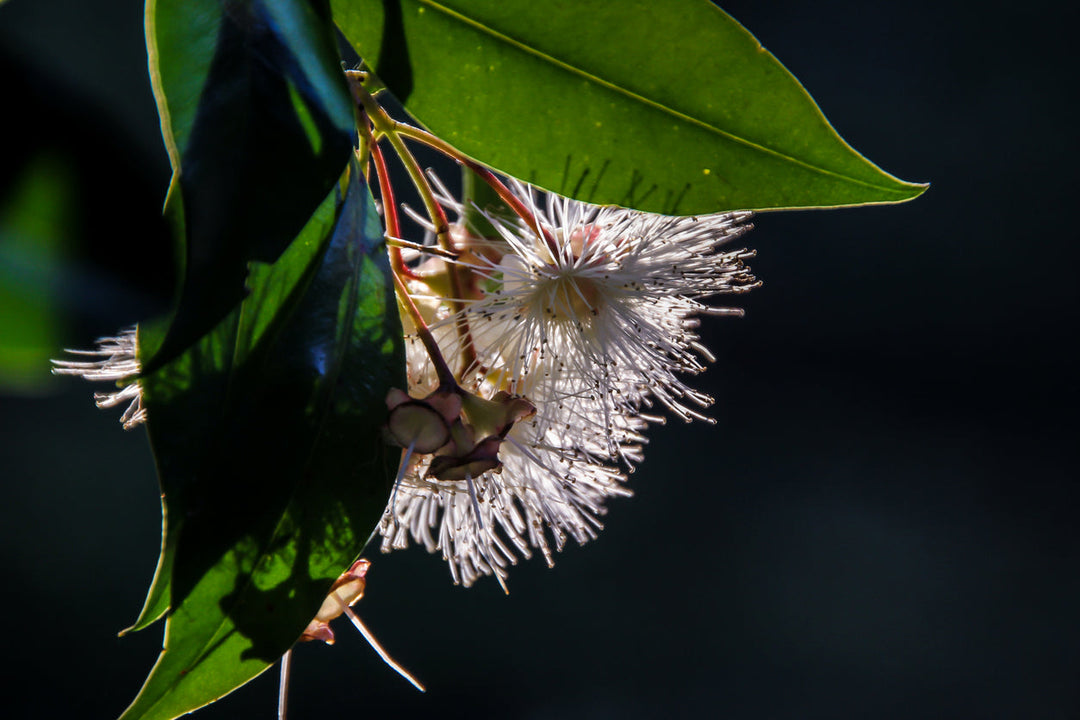 Celebrating Trees and Bees this Earth Day
