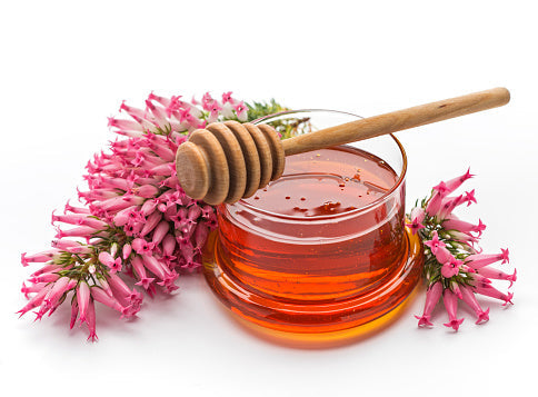 Necta & Hive Manuka Honey vs Jarrah Honey – Antioxidant Levels