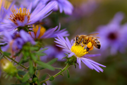 The Best Plants for Attracting Bees