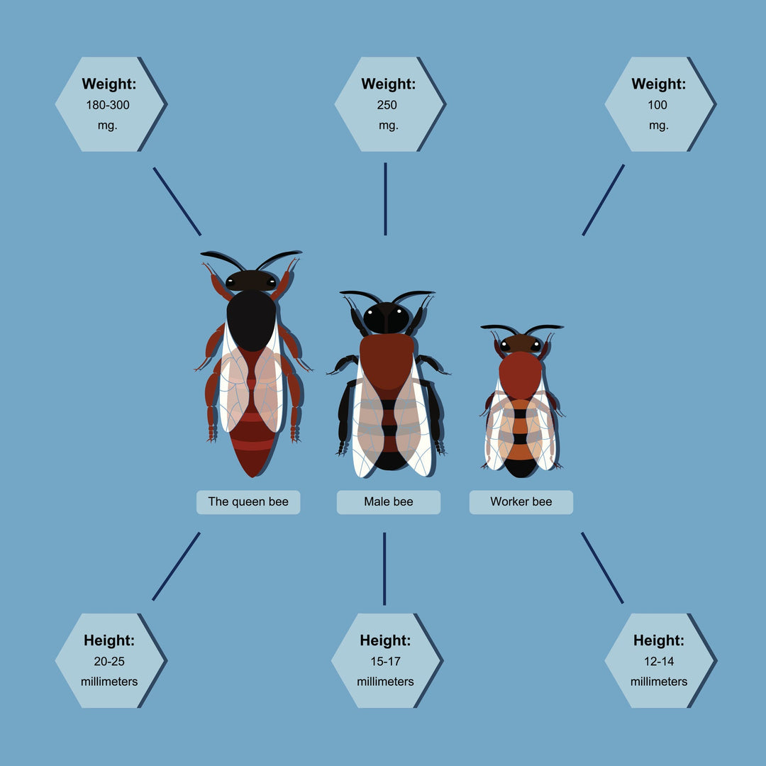 What is the Difference Between Female and Male Bees