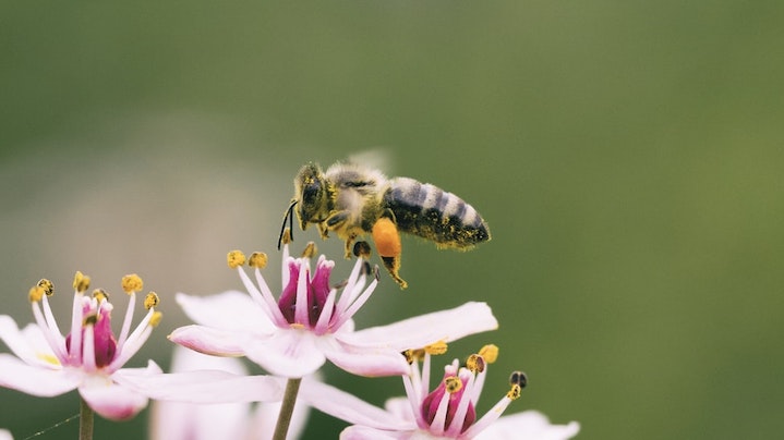The Benefits of Unpasteurised Honey