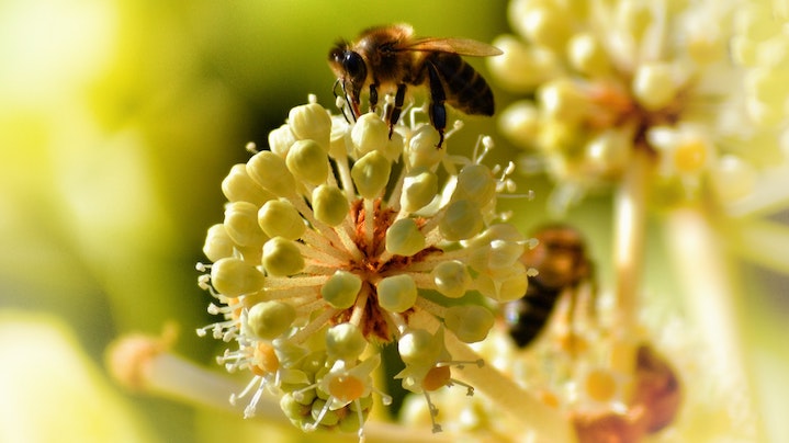 The truth about honey... From a bona fide honey expert